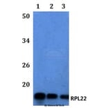 Anti-RPL22 Antibody from Bioworld Technology (BS61113) - Antibodies.com