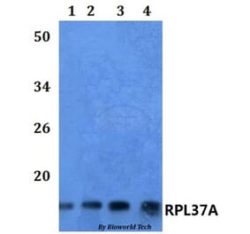 Anti-RPL37A Antibody from Bioworld Technology (BS61116) - Antibodies.com