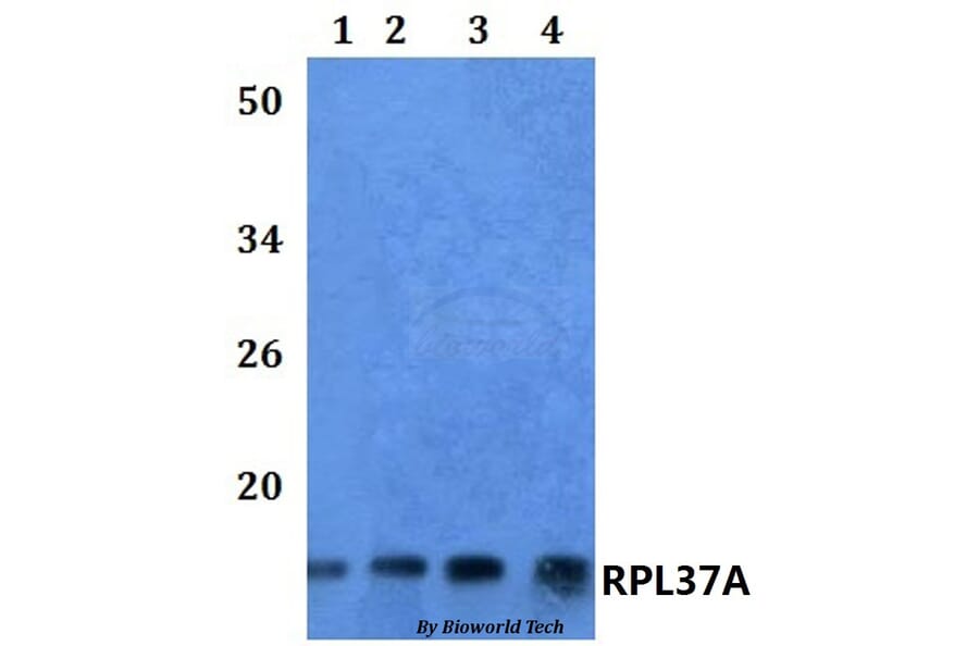 Anti-RPL37A Antibody from Bioworld Technology (BS61116) - Antibodies.com
