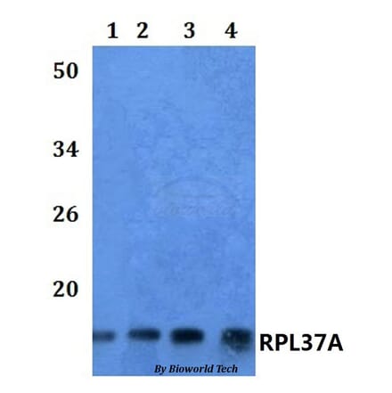 Anti-RPL37A Antibody from Bioworld Technology (BS61116) - Antibodies.com