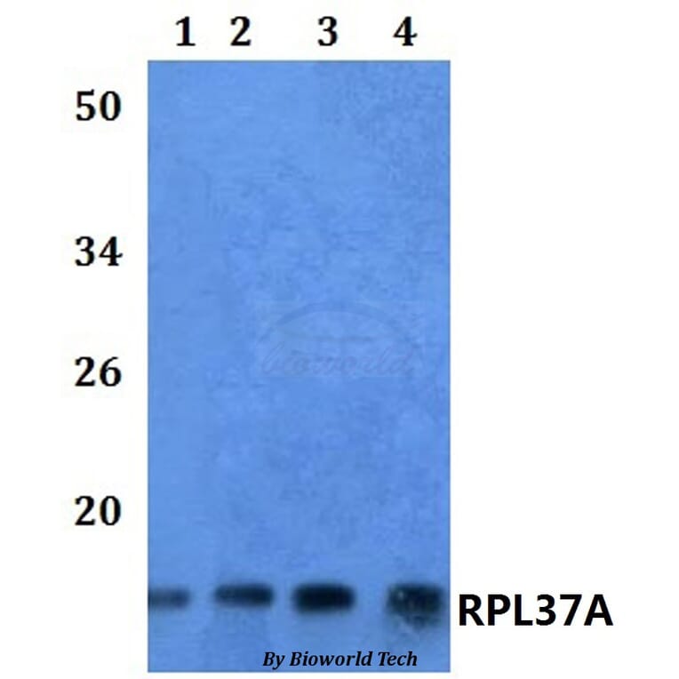 Anti-RPL37A Antibody from Bioworld Technology (BS61116) - Antibodies.com