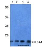 Anti-RPL37A Antibody from Bioworld Technology (BS61116) - Antibodies.com