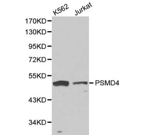 Anti-PSMD4 Antibody from Bioworld Technology (BS6112) - Antibodies.com