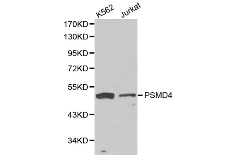 Anti-PSMD4 Antibody from Bioworld Technology (BS6112) - Antibodies.com