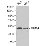 Anti-PSMD4 Antibody from Bioworld Technology (BS6112) - Antibodies.com