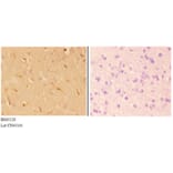 Anti-ABHD4 Antibody from Bioworld Technology (BS61120) - Antibodies.com