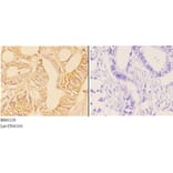 Anti-ABHD4 Antibody from Bioworld Technology (BS61120) - Antibodies.com