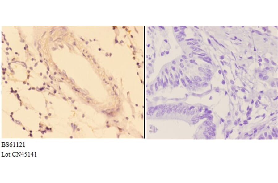 Anti-ACOT9 Antibody from Bioworld Technology (BS61121) - Antibodies.com