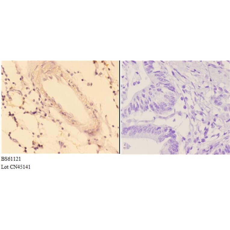 Anti-ACOT9 Antibody from Bioworld Technology (BS61121) - Antibodies.com