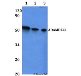 Anti-ADAMDEC1 Antibody from Bioworld Technology (BS61122) - Antibodies.com