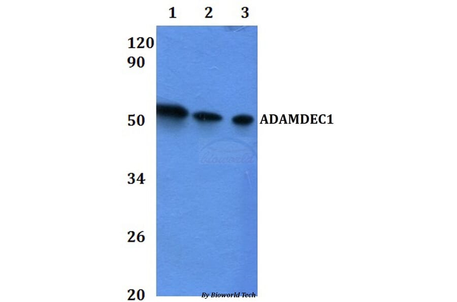 Anti-ADAMDEC1 Antibody from Bioworld Technology (BS61122) - Antibodies.com