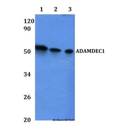 Anti-ADAMDEC1 Antibody from Bioworld Technology (BS61122) - Antibodies.com