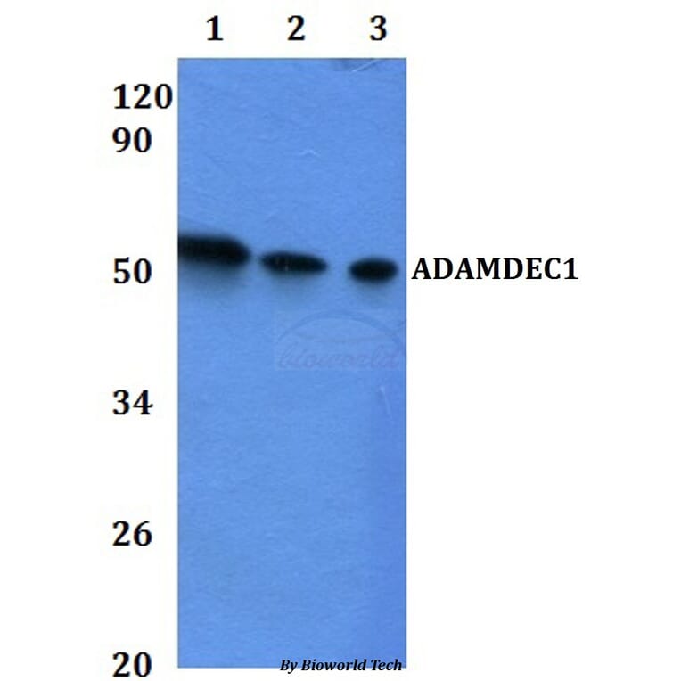 Anti-ADAMDEC1 Antibody from Bioworld Technology (BS61122) - Antibodies.com