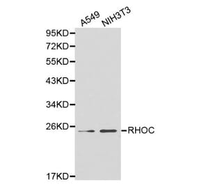 Anti-Rho C Antibody from Bioworld Technology (BS6113) - Antibodies.com