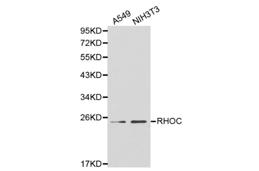 Anti-Rho C Antibody from Bioworld Technology (BS6113) - Antibodies.com