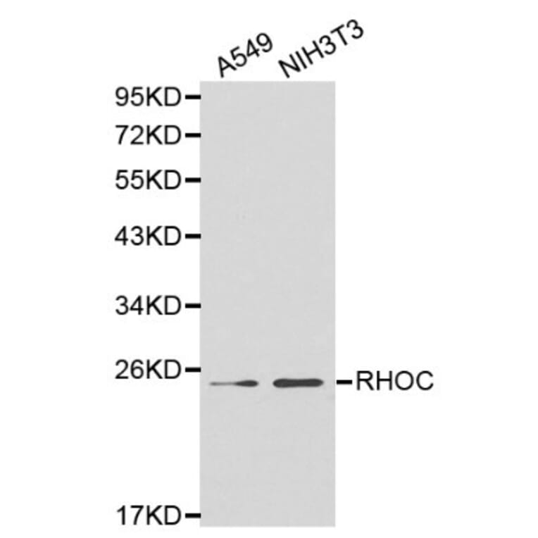 Anti-Rho C Antibody from Bioworld Technology (BS6113) - Antibodies.com