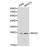 Anti-Rho C Antibody from Bioworld Technology (BS6113) - Antibodies.com