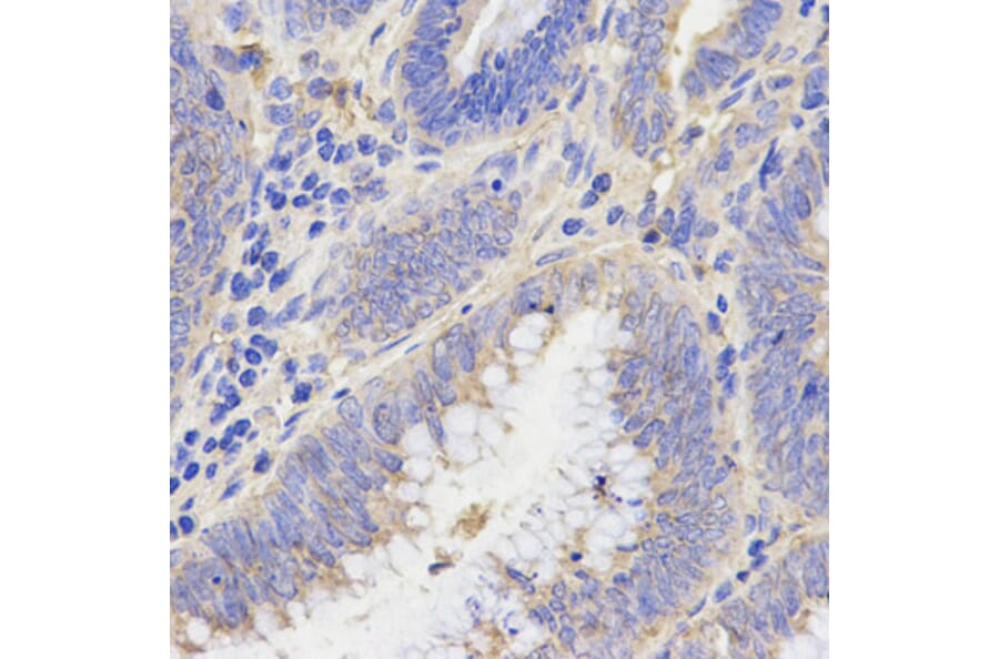 Anti-Rho C Antibody from Bioworld Technology (BS6113) - Antibodies.com