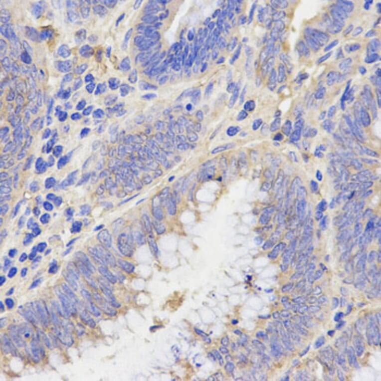 Anti-Rho C Antibody from Bioworld Technology (BS6113) - Antibodies.com