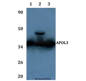 Anti-APOL3 Antibody from Bioworld Technology (BS61133) - Antibodies.com