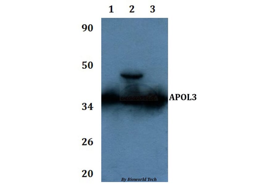 Anti-APOL3 Antibody from Bioworld Technology (BS61133) - Antibodies.com