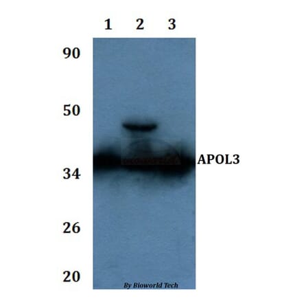 Anti-APOL3 Antibody from Bioworld Technology (BS61133) - Antibodies.com