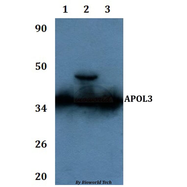 Anti-APOL3 Antibody from Bioworld Technology (BS61133) - Antibodies.com