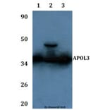 Anti-APOL3 Antibody from Bioworld Technology (BS61133) - Antibodies.com
