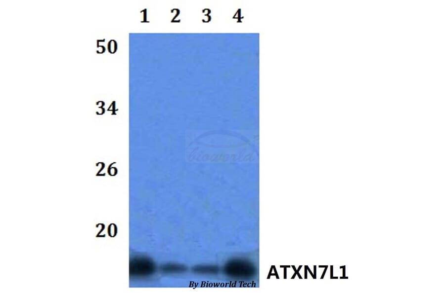 Anti-ATXN7L1 Antibody from Bioworld Technology (BS61134) - Antibodies.com