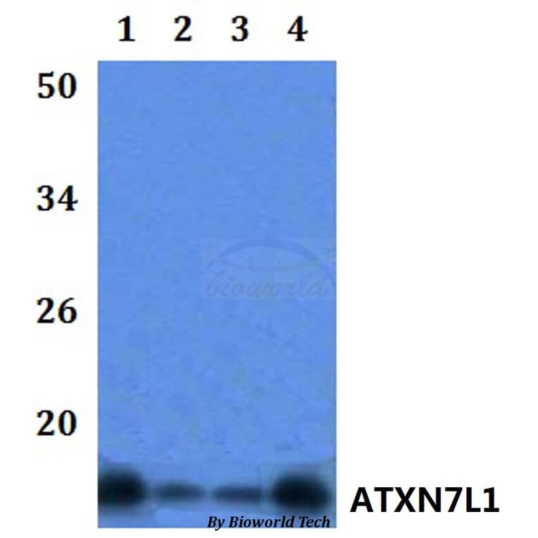 Anti-ATXN7L1 Antibody from Bioworld Technology (BS61134) - Antibodies.com