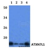 Anti-ATXN7L1 Antibody from Bioworld Technology (BS61134) - Antibodies.com