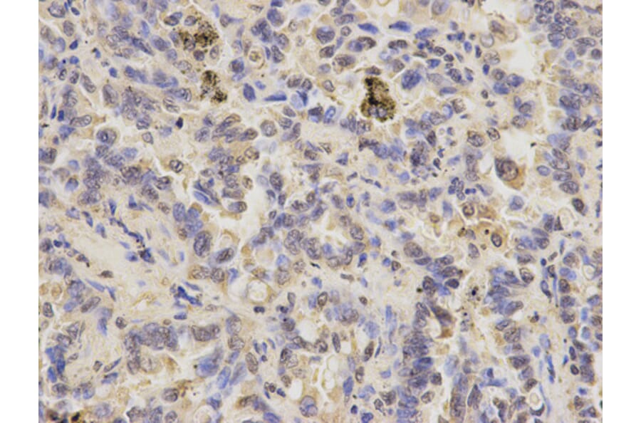 Anti-PPP3CA Antibody from Bioworld Technology (BS6114) - Antibodies.com