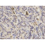 Anti-PPP3CA Antibody from Bioworld Technology (BS6114) - Antibodies.com