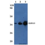 Anti-GLB1L3 Antibody from Bioworld Technology (BS61145) - Antibodies.com