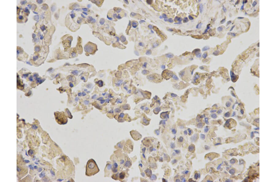 Anti-ACTR3 Antibody from Bioworld Technology (BS6115) - Antibodies.com