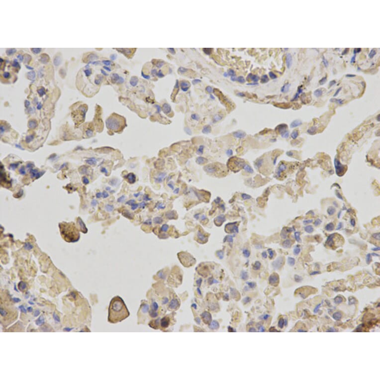 Anti-ACTR3 Antibody from Bioworld Technology (BS6115) - Antibodies.com