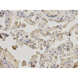 Anti-ACTR3 Antibody from Bioworld Technology (BS6115) - Antibodies.com