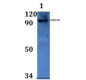 Anti-CCP110 Antibody from Bioworld Technology (BS61151) - Antibodies.com