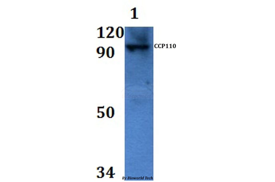 Anti-CCP110 Antibody from Bioworld Technology (BS61151) - Antibodies.com