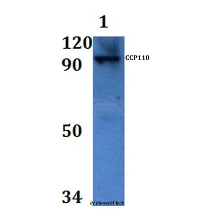 Anti-CCP110 Antibody from Bioworld Technology (BS61151) - Antibodies.com