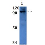 Anti-CCP110 Antibody from Bioworld Technology (BS61151) - Antibodies.com