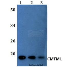 Anti-CMTM1 Antibody from Bioworld Technology (BS61155) - Antibodies.com