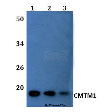 Anti-CMTM1 Antibody from Bioworld Technology (BS61155) - Antibodies.com