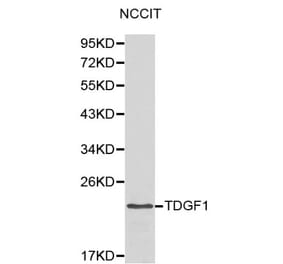 Anti-TDGF1 Antibody from Bioworld Technology (BS6116) - Antibodies.com