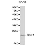 Anti-TDGF1 Antibody from Bioworld Technology (BS6116) - Antibodies.com