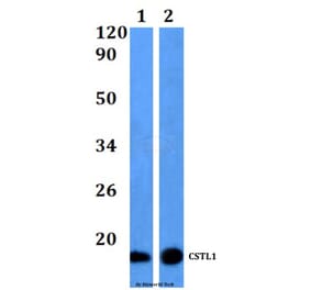 Anti-CSTL1 Antibody from Bioworld Technology (BS61166) - Antibodies.com