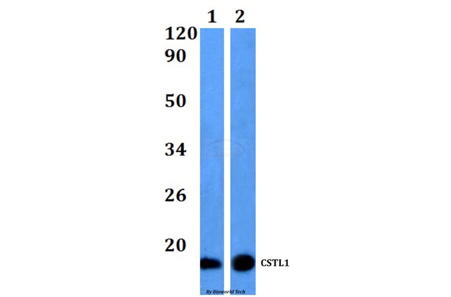 Anti-CSTL1 Antibody from Bioworld Technology (BS61166) - Antibodies.com
