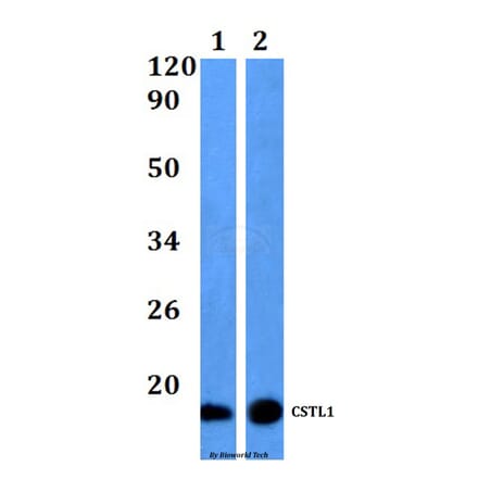 Anti-CSTL1 Antibody from Bioworld Technology (BS61166) - Antibodies.com