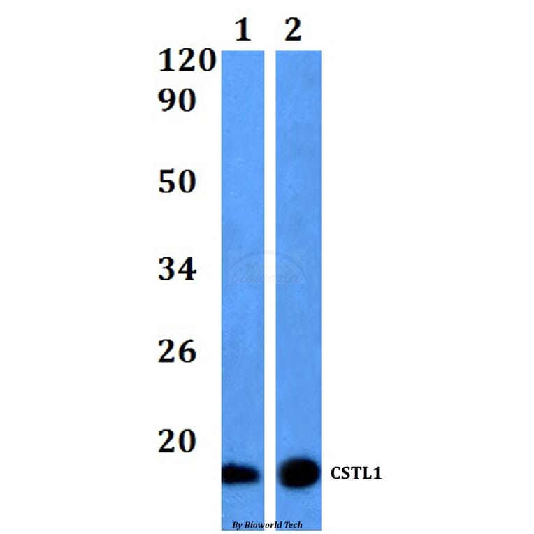 Anti-CSTL1 Antibody from Bioworld Technology (BS61166) - Antibodies.com