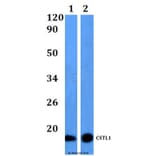 Anti-CSTL1 Antibody from Bioworld Technology (BS61166) - Antibodies.com